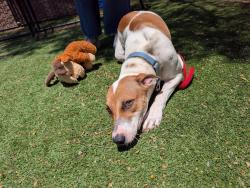 Shelter Stray Female Dog last seen Near Liberty Place, Escondido, CA, 92025, Escondido, CA 92027, USA