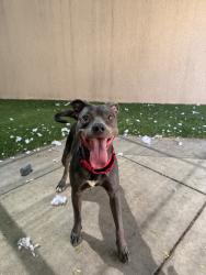 Shelter Stray Female Dog last seen Near S 38th Street, San Diego, CA, 92113, 5500 Gaines St, San Diego, CA 92110, USA