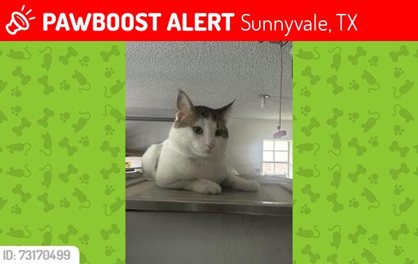 Lost Male Cat last seen Magic Ln, Sunnyvale, TX 75182