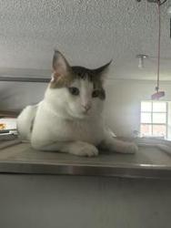 Lost Male Cat last seen Magic Ln, Sunnyvale, TX 75182