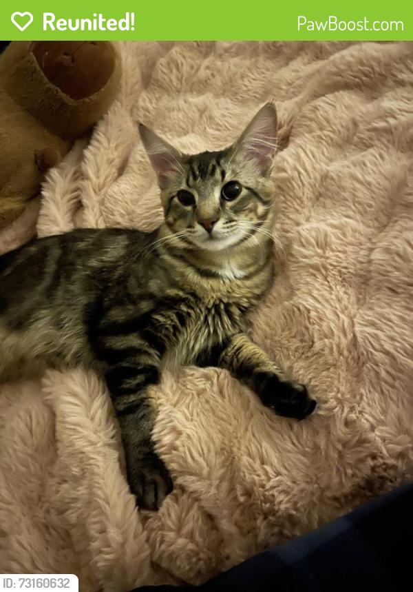 Reunited Male Cat last seen N 6th St, Milwaukee, WI 53212