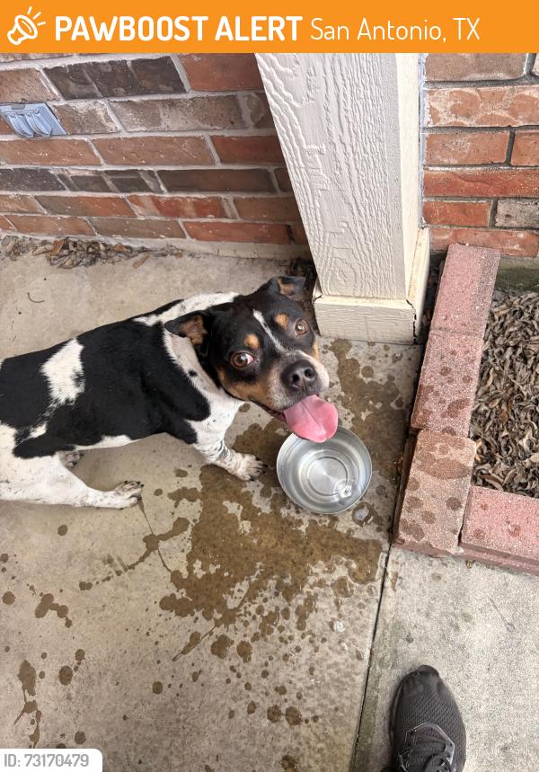 Found/Stray Unknown Dog last seen Atlas vehicle dynamics, San Antonio, TX 78250