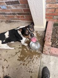 Found/Stray Unknown Dog last seen Atlas vehicle dynamics, San Antonio, TX 78250