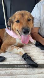 Lost Female Dog last seen Neighborhood, Alexander, AR 72002
