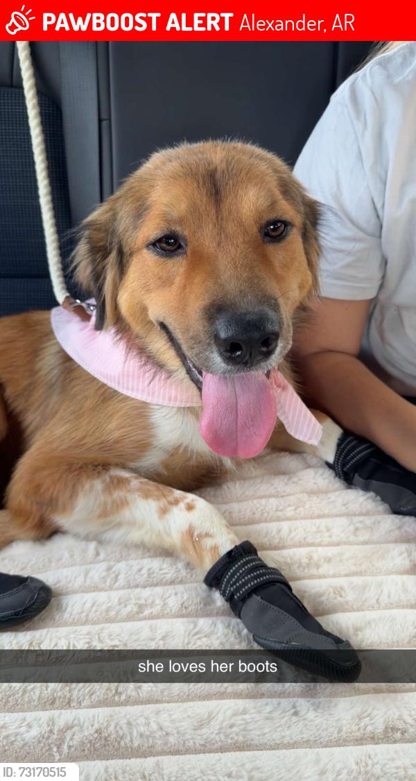Lost Female Dog last seen Neighborhood, Alexander, AR 72002