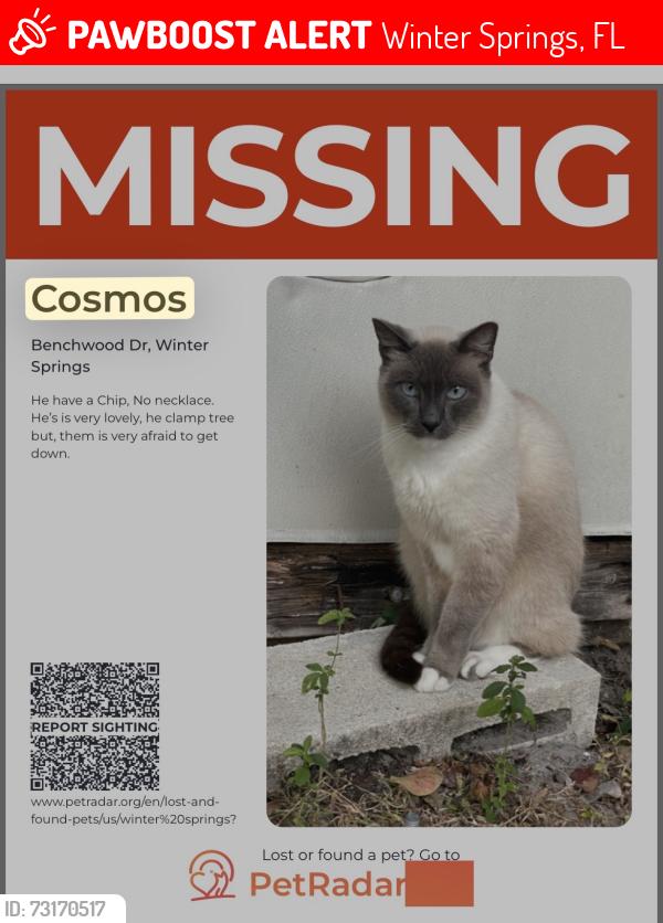 Lost Male Cat last seen Benchwood Dr, Winter Springs, FL 32708