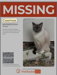 Lost Male Cat last seen Benchwood Dr, Winter Springs, FL 32708