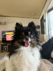 Lost Female Dog last seen W Aspen Circle Reno Nevada, Reno, NV 89508