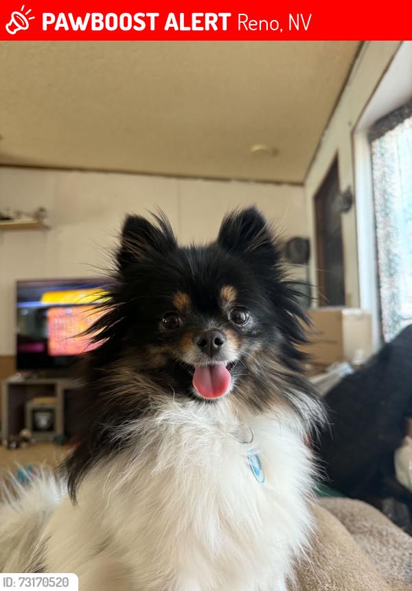 Lost Female Dog last seen W Aspen Circle Reno Nevada, Reno, NV 89508