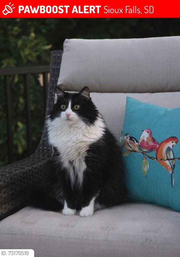 Lost Female Cat last seen W 53 and Holbrook, Sioux Falls, SD 57106