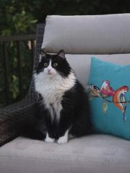 Lost Female Cat last seen W 53 and Holbrook, Sioux Falls, SD 57106