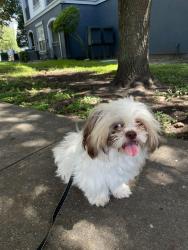 Lost Male Dog last seen Near 15155 Richmond Ave, Houston Tx. Park West apmts, Elbridge/ wesr Oaks, Houston, Houston, TX 77082