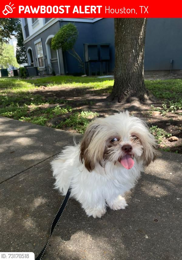 Lost Male Dog last seen Near 15155 Richmond Ave, Houston Tx. Park West apmts, Elbridge/ wesr Oaks, Houston, Houston, TX 77082