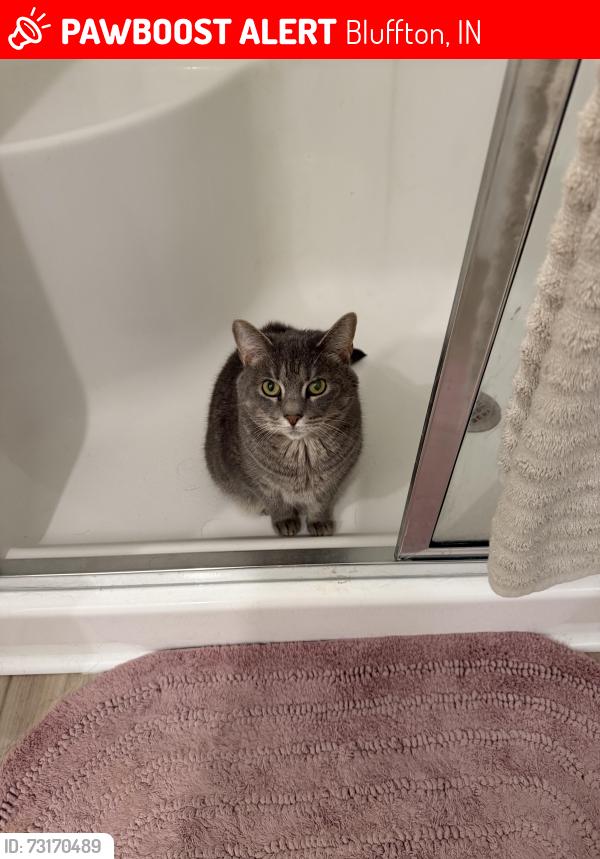 Lost Female Cat last seen Parlor Bluffs addition, Bluffton, IN 46714