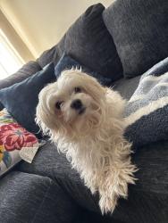 Lost Male Dog last seen Herman hill park, Wichita, KS 67213
