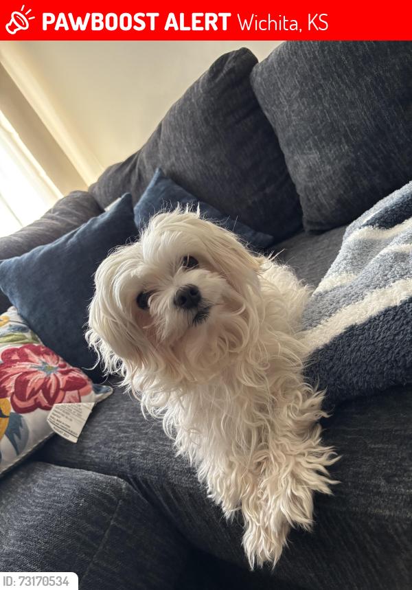 Lost Male Dog last seen Herman hill park, Wichita, KS 67213