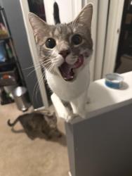 Reunited Male Cat last seen Star pine dr and winterberry dr, Arnold, MD 21409