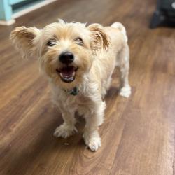 Shelter Stray Male Dog last seen , 8020 Washington St, Port Richey, FL 34668, USA