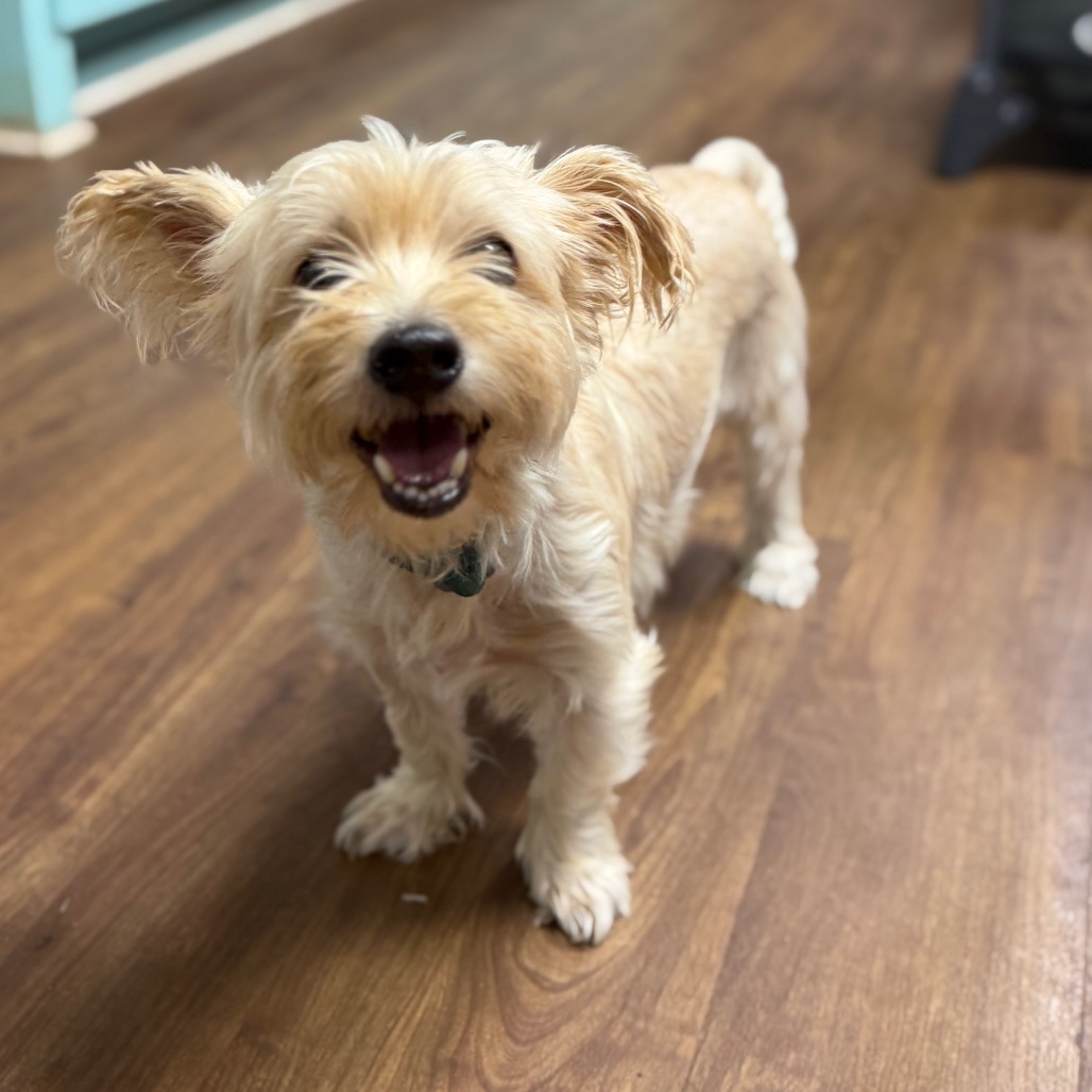 Shelter Stray Male Dog last seen , 8020 Washington St, Port Richey, FL 34668, USA
