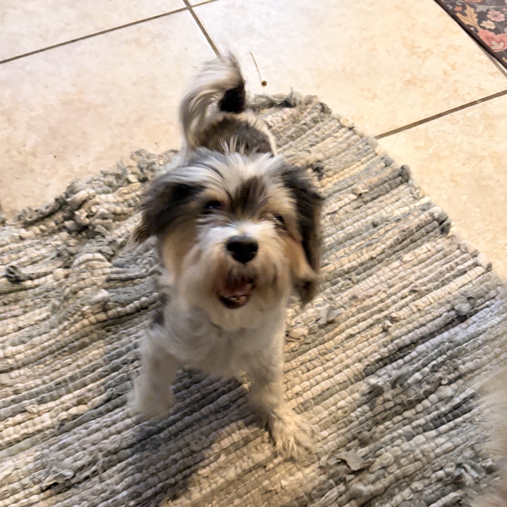 Shelter Stray Female Dog last seen , 8020 Washington St, Port Richey, FL 34668, USA