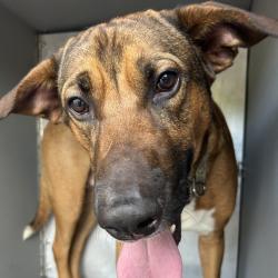 Shelter Stray Male Dog last seen , 980 Guilford College Rd, Greensboro, NC 27409, USA