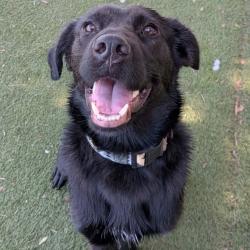 Shelter Stray Male Dog last seen , 8020 Washington St, Port Richey, FL 34668, USA