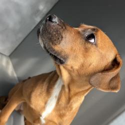 Shelter Stray Female Dog last seen , 980 Guilford College Rd, Greensboro, NC 27409, USA