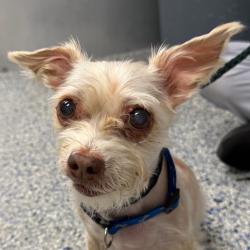 Shelter Stray Male Dog last seen , 328 Furman Hall Rd, Greenville, SC 29609, USA