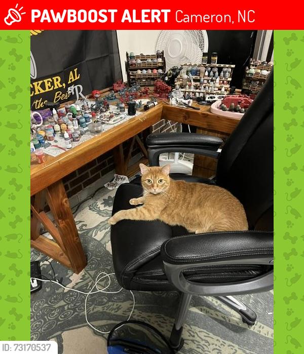 Lost Male Cat last seen Near Lakeridge Dr. Cameron, NC 28326, Cameron, NC 28326