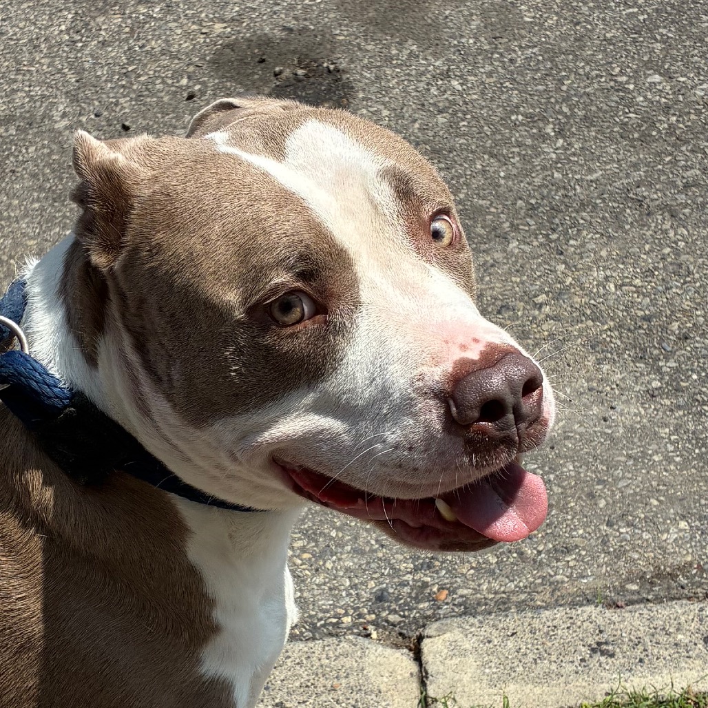 Shelter Stray Male Dog last seen , Animal Care & Control Team of Philly, 111 W Hunting Park Ave, Philadelphia, PA 19140, USA