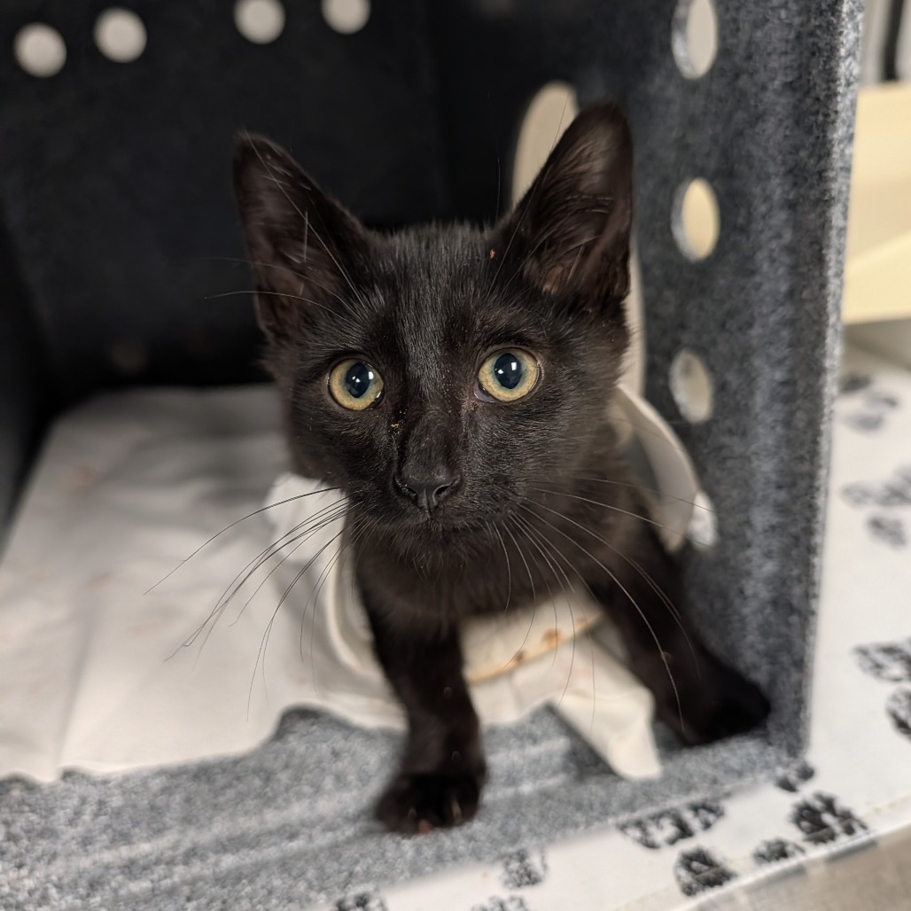 Shelter Stray Male Cat last seen , 328 Furman Hall Rd, Greenville, SC 29609, USA
