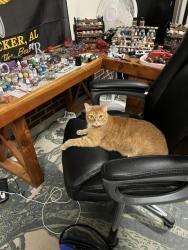 Lost Male Cat last seen Near Lakeridge Dr. Cameron, NC 28326, Cameron, NC 28326
