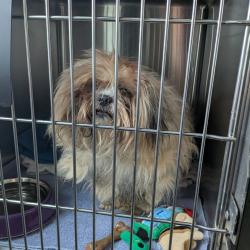 Shelter Stray Male Dog last seen , 21800 Central Ave, Matteson, IL 60443, USA
