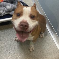 Shelter Stray Male Dog last seen , 21800 Central Ave, Matteson, IL 60443, USA