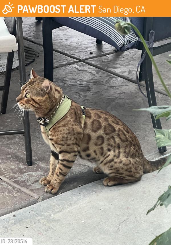 Found/Stray Male Cat last seen Hopi, San Diego, CA 92117