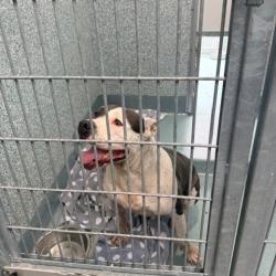 Shelter Stray Male Dog last seen , 12910 Yukon Ave, Hawthorne, CA 90250, USA