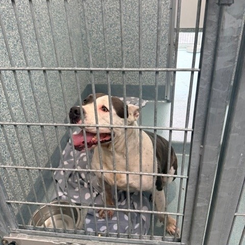Shelter Stray Male Dog last seen , 12910 Yukon Ave, Hawthorne, CA 90250, USA