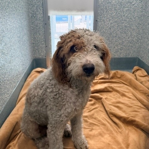 Shelter Stray Male Dog last seen , 12910 Yukon Ave, Hawthorne, CA 90250, USA