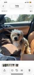 Found/Stray Male Dog last seen apmts on vet memorial nearest cave springs road, Mableton, GA 30126