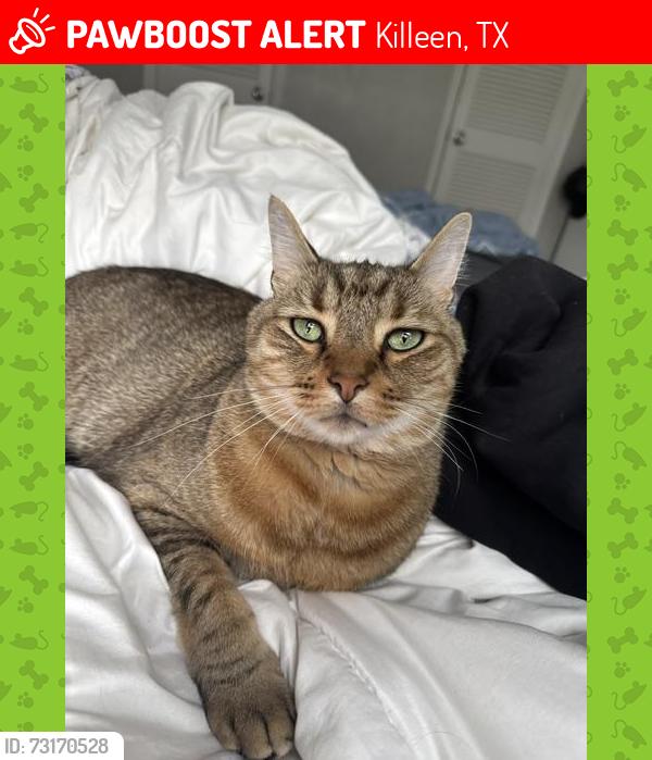 Lost Male Cat last seen Century Plaza apmts, Killeen, TX 76543