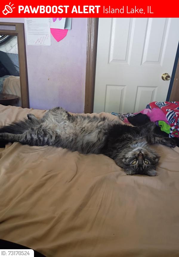Lost Male Cat last seen Lauren ln, Island Lake, IL 60042