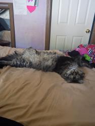 Lost Male Cat last seen Lauren ln, Island Lake, IL 60042