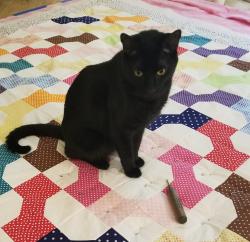 Lost Male Cat last seen Morgan & Drake, Fontana, CA 92336
