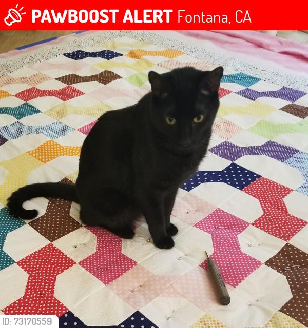 Lost Male Cat last seen Morgan & Drake, Fontana, CA 92336