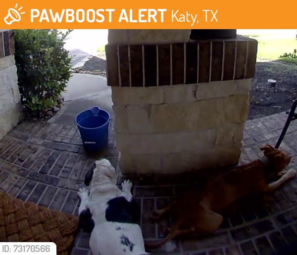Found/Stray Female Dog last seen Clay and Ventana Lakes, Katy, TX 77493