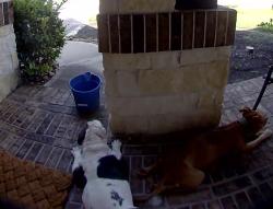 Found/Stray Female Dog last seen Clay and Ventana Lakes, Katy, TX 77493