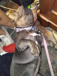 Lost Female Dog last seen Washington blvd. & La Brea, Los Angeles, CA 90016
