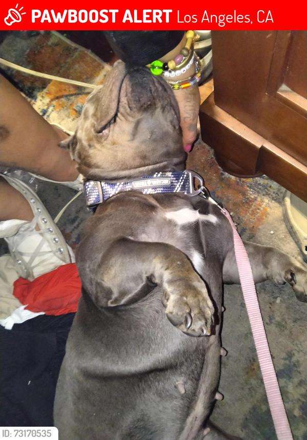 Lost Female Dog last seen Washington blvd. & La Brea, Los Angeles, CA 90016