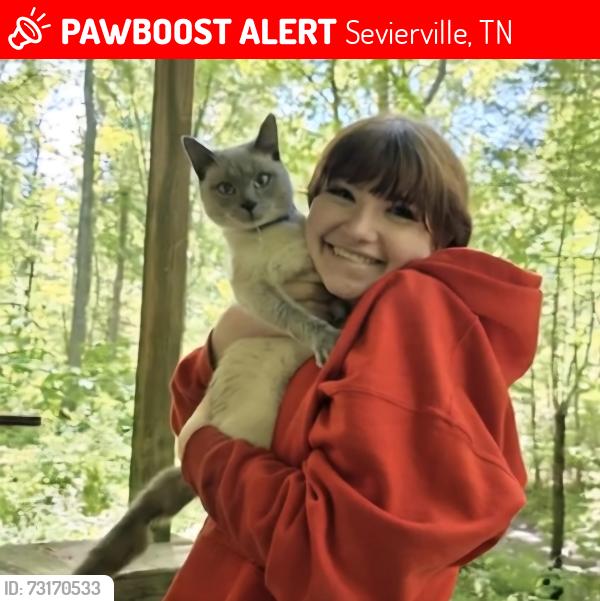 Lost Male Cat last seen Sugar hollow, Sevierville, TN 37863