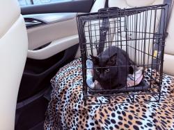 Lost Male Cat last seen Briargreen Drive, Houston, TX 77082